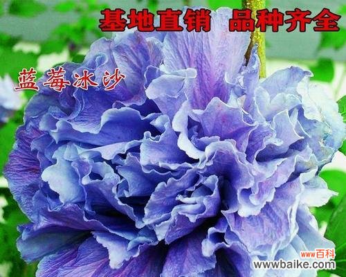探寻牡丹花背后的神秘蓝色魅力 蓝色牡丹花的象征意义