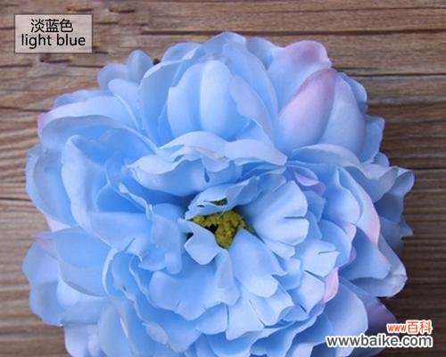 探寻牡丹花背后的神秘蓝色魅力 蓝色牡丹花的象征意义