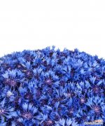 探寻蓝色矢车菊的深层含义 蓝色矢车菊的花语