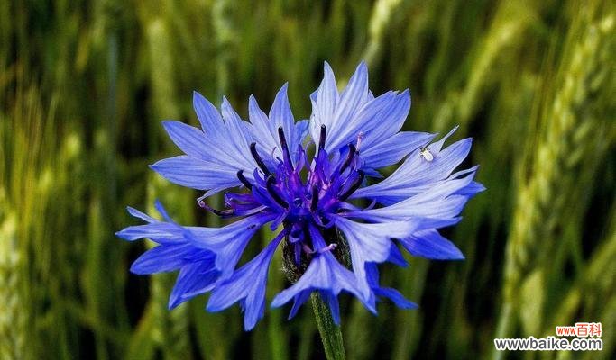 探寻蓝色矢车菊的美丽与含义 蓝色矢车菊的花语和寓意