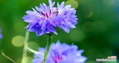 探寻蓝色矢车菊的美丽与含义 蓝色矢车菊的花语和寓意