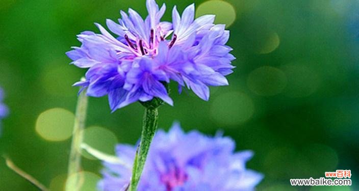 探寻蓝色矢车菊的美丽与含义 蓝色矢车菊的花语和寓意