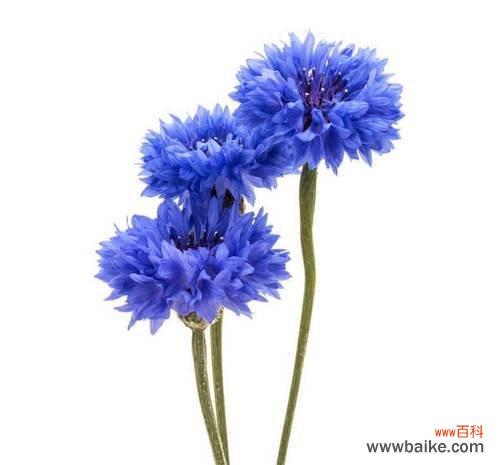 传递爱与忠诚的蓝色矢车菊花语 蓝色矢车菊的花语-寄托永恒的爱与忠诚