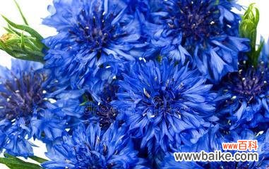传递爱与忠诚的蓝色矢车菊花语 蓝色矢车菊的花语-寄托永恒的爱与忠诚