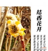 嘉琪浪漫花语中包含了哪些花？