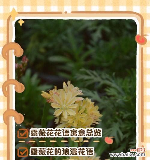 嘉琪浪漫花语中包含了哪些花?
