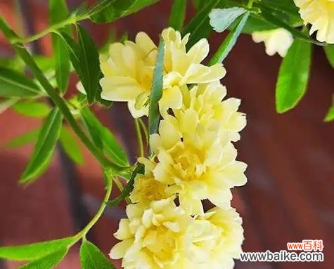 嘉琪浪漫花语中包含了哪些花?