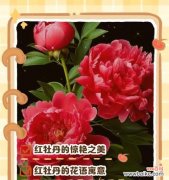 黑红色的花寓意含义是什么？