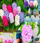 水培花中有哪些是爱情的象征？