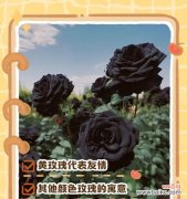 七种颜色玫瑰各自代表什么寓意？