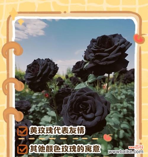 七种颜色玫瑰各自代表什么寓意？