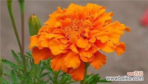 日本有哪些花象征健康?这些花的花语是什么?