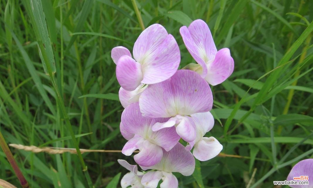 日本有哪些花象征健康?这些花的花语是什么?