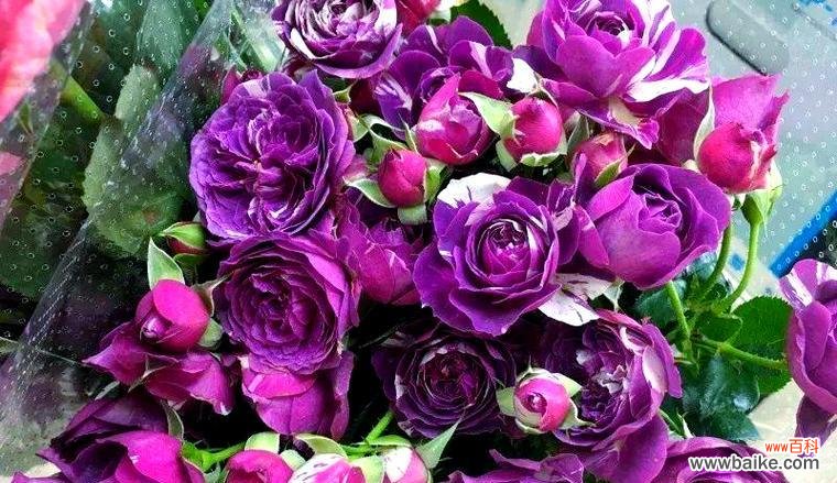 紫色月季花代表什么?紫色月季花的含义是什么?