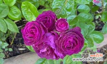 紫色月季花代表什么?紫色月季花的含义是什么?