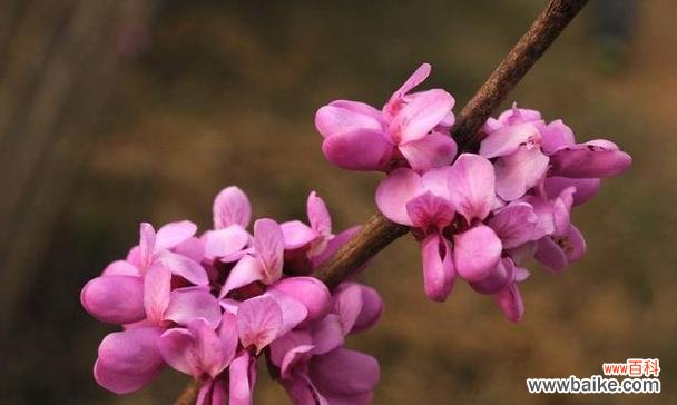 一月有哪些代表性的特色花？一月特色花的象征意义是什么？