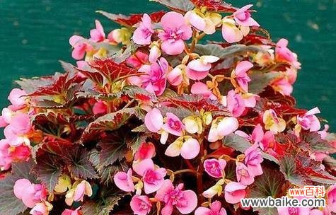 一月有哪些代表性的特色花？一月特色花的象征意义是什么？