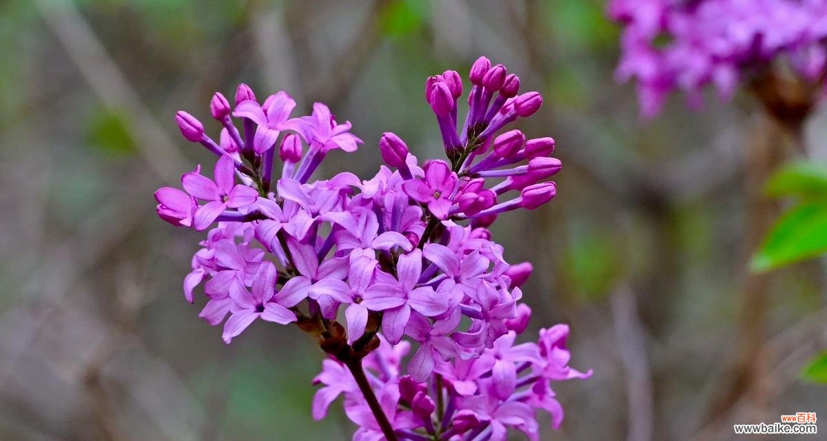 一月有哪些代表性的特色花？一月特色花的象征意义是什么？