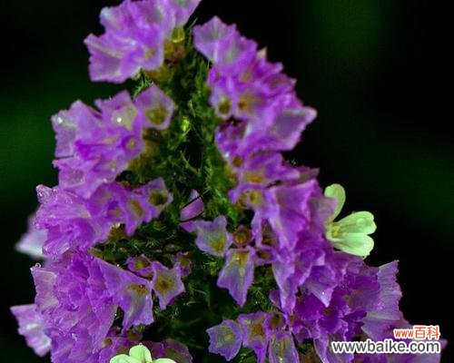 紫色花语娃娃代表什么?如何挑选与搭配?