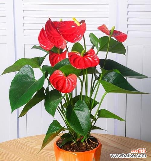 哪种花象征吉祥和平?吉祥和平的花是什么?