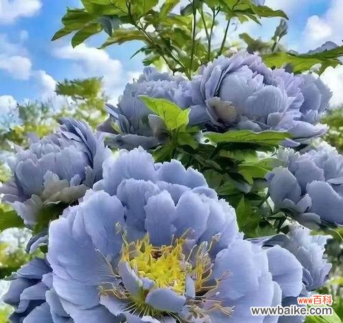 哪种花象征吉祥和平?吉祥和平的花是什么?