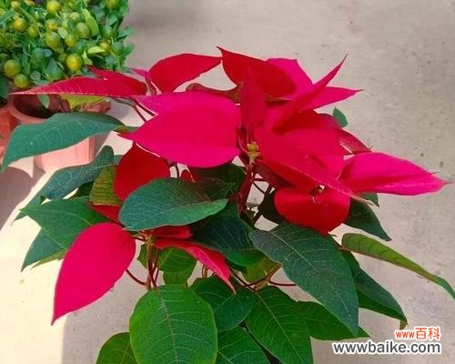 哪种花象征吉祥和平?吉祥和平的花是什么?