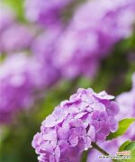 紫色系的花有哪些寓意？紫色系的花有哪些特点？