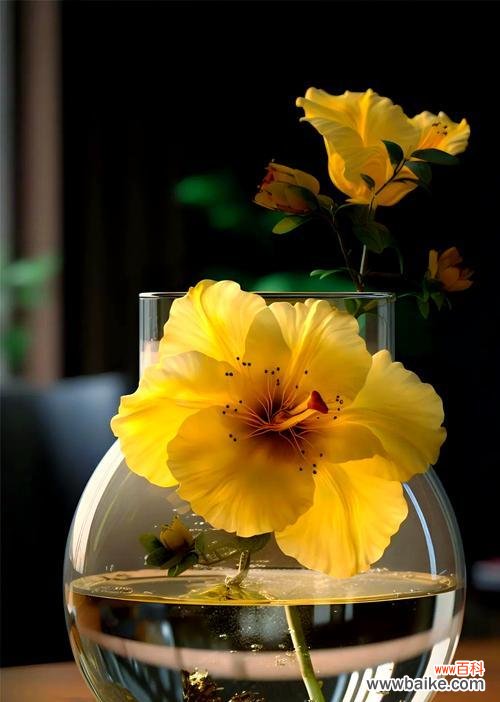 戴黄色花的寓意好吗？