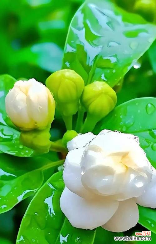 茉莉花在现代文化中有哪些新的象征意义？