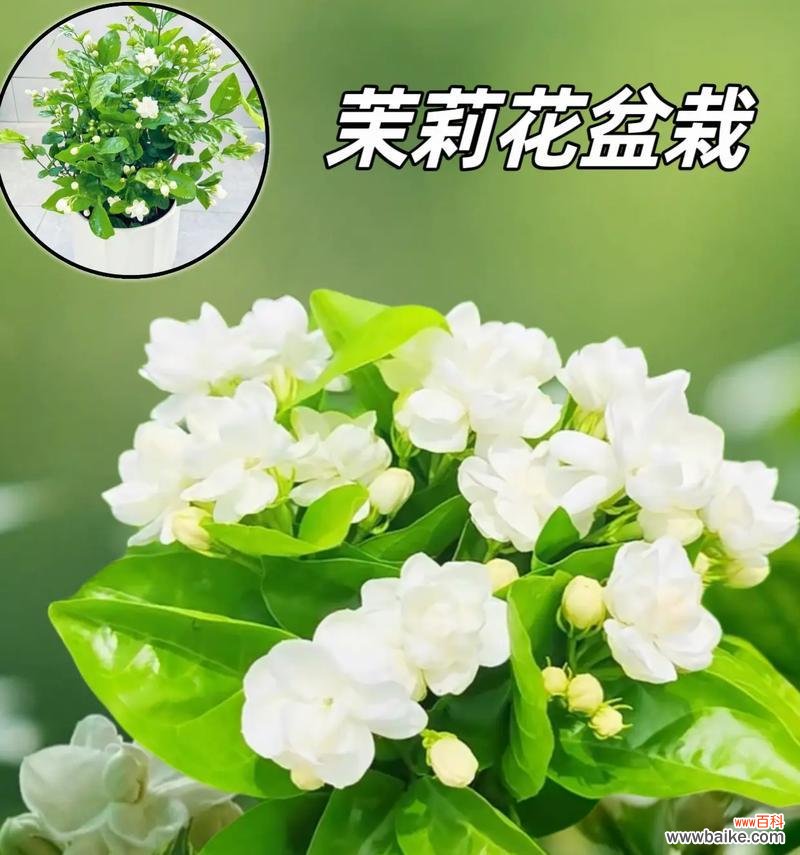 茉莉花在现代文化中有哪些新的象征意义？
