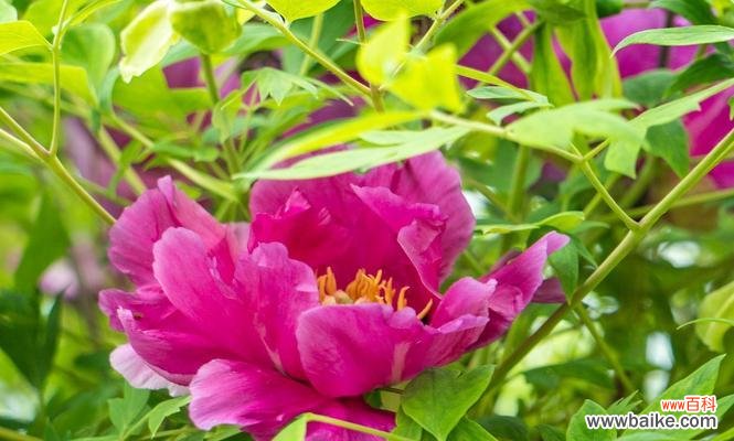 红色牡丹花有何象征意义?牡丹花代表富贵吉祥吗?