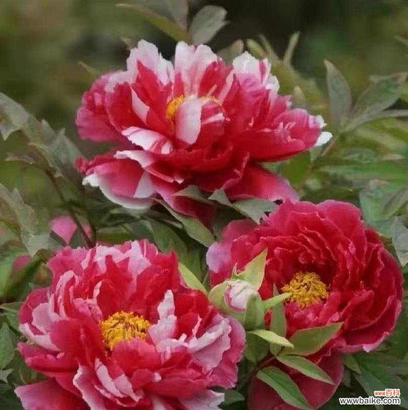 红色牡丹花有何象征意义?牡丹花代表富贵吉祥吗?