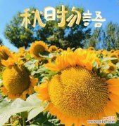 哪些花寓意非常浪漫？浪漫花语有哪些？