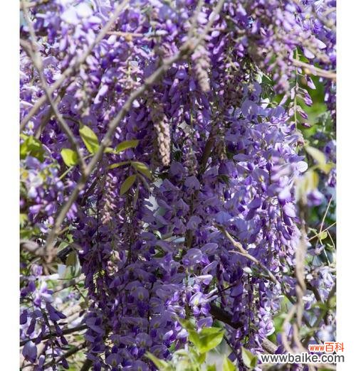 哪些花寓意非常浪漫?浪漫花语有哪些?