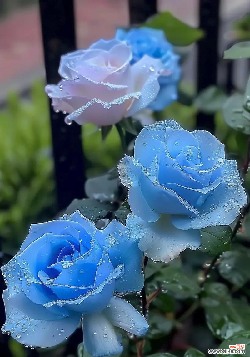 哪些花寓意非常浪漫?浪漫花语有哪些?