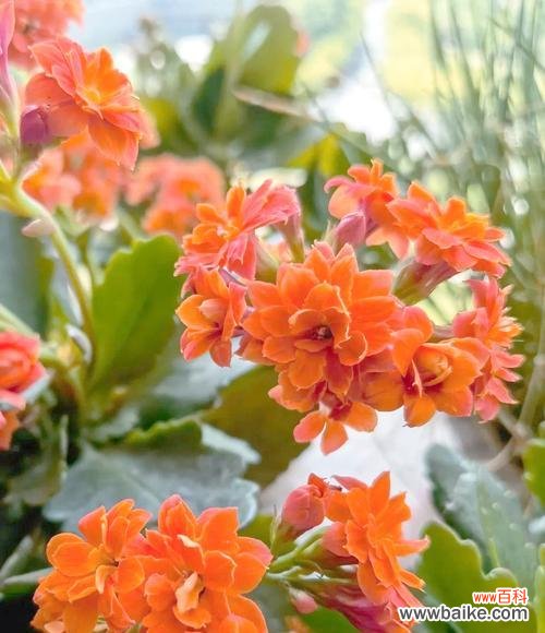 长寿花的花语与寓意是什么?长寿花象征着什么?