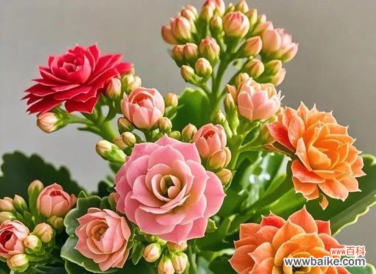 长寿花的花语与寓意是什么?长寿花象征着什么?