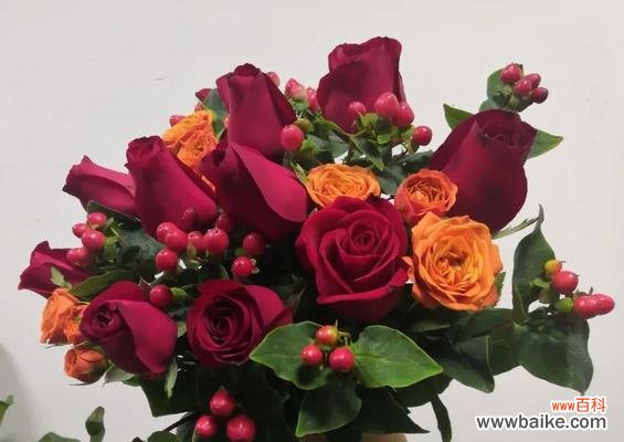 深入了解多头玫瑰花所传达的情感和意义 多头玫瑰的花语