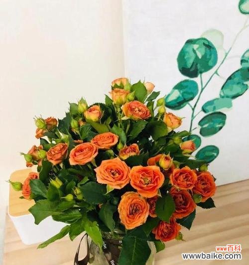 深入了解多头玫瑰花所传达的情感和意义 多头玫瑰的花语