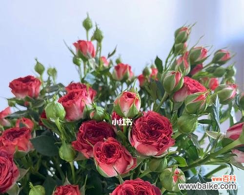 深入了解多头玫瑰花所传达的情感和意义 多头玫瑰的花语