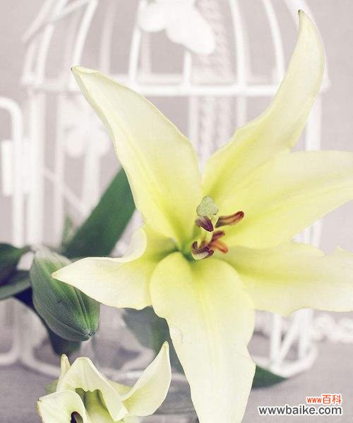 探寻粉百合花的美丽和深意 粉百合的花语与意义