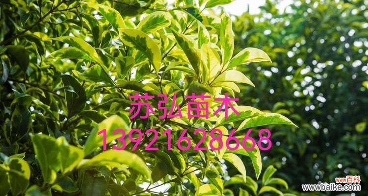 探究植物生长中的分枝点高度对形态和生理的影响 分枝点高度的意义与影响