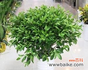 借助花语,感受非洲茉莉的深情呼唤 非洲茉莉