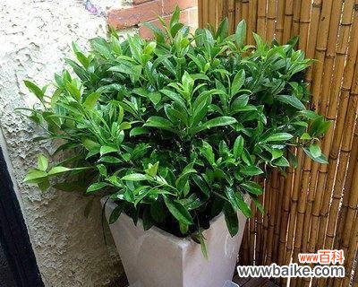 借助花语,感受非洲茉莉的深情呼唤 非洲茉莉