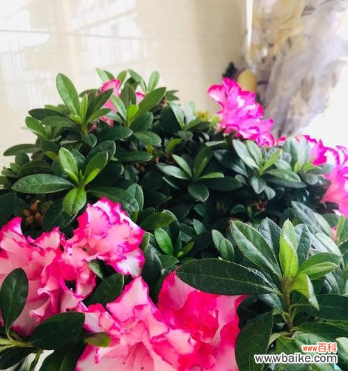 杜鹃花的象征意义与生态价值 杜鹃花