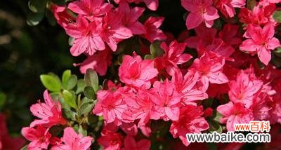 探索杜鹃花的文化符号和情感象征 杜鹃花的象征意义与内涵