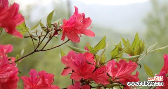 探索杜鹃花的文化符号和情感象征 杜鹃花的象征意义与内涵