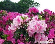 探索杜鹃花的文化符号和情感象征 杜鹃花的象征意义与内涵