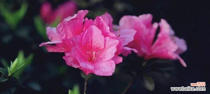 以杜鹃花的花语探索爱与温柔的内涵 杜鹃花的花语