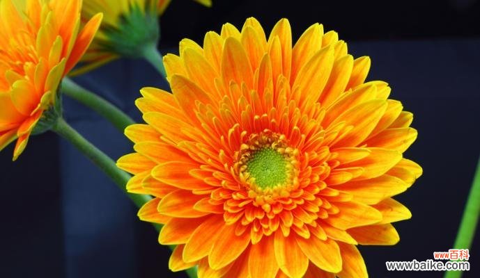 探寻非洲菊的丰富象征意义 非洲菊的花语与含义